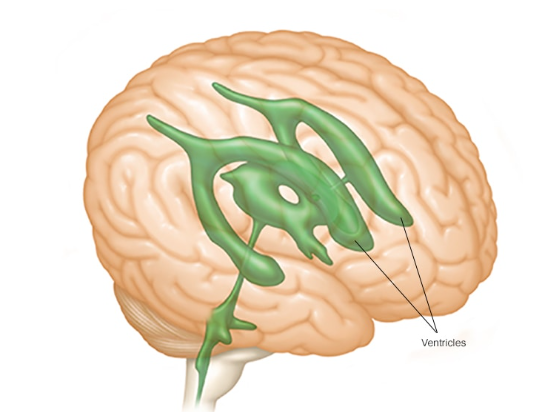 Brain ventricles