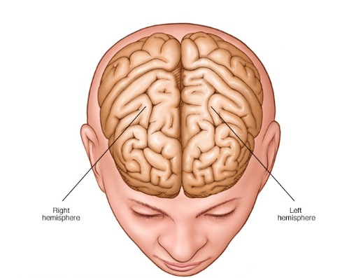 Brain hemispheres